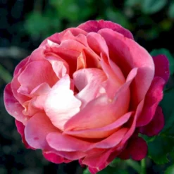 'Thor Heyerdahl' Rosa X 'Thor Heyerdahl' (Storblomstrende) A-Kvalitet,- Barrods Roser Min. 3 Grene -Tilbud Lys Haven Butik p24273 51393 rosa x thor heyerdahl storblomstrende b2df