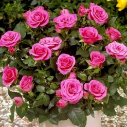 'Violet™ Hit'® Rosa X 'Violet™ Hit'® (Miniaturerose) A-Kvalitet,- Barrods Roser Min. 3 Grene -Tilbud Lys Haven Butik p24308 52073 rosa x violet hit miniaturerose fdba