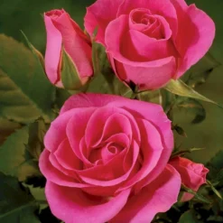 'Violet™ Hit'® Rosa X 'Violet™ Hit'® (Miniaturerose) A-Kvalitet,- Barrods Roser Min. 3 Grene -Tilbud Lys Haven Butik p24308 52074 rosa x violet hit miniaturerose 8d90