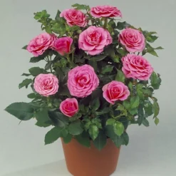 'Violet™ Hit'® Rosa X 'Violet™ Hit'® (Miniaturerose) A-Kvalitet,- Barrods Roser Min. 3 Grene -Tilbud Lys Haven Butik p24308 52075 rosa x violet hit miniaturerose 11bc