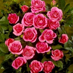 'Violet™ Hit'® Rosa X 'Violet™ Hit'® (Miniaturerose) A-Kvalitet,- Barrods Roser Min. 3 Grene -Tilbud Lys Haven Butik p24308 52076 rosa x violet hit miniaturerose 8dcd