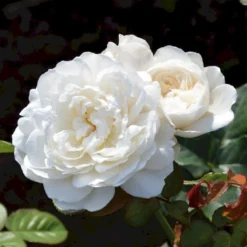 'William And Cathrine'™ Rosa X 'William And Cathrine'™ (Engelsk Rose) A-Kvalitet,- Barrods Roser Min. 3 Grene