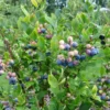 Storfrugtet Blåbær 'Patriot' Vaccinium Corymbosum 'Patriot' Potte 3,0 Liter,- Opbundet