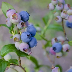 Storfrugtet Blåbær 'Patriot' Vaccinium Corymbosum 'Patriot' Potte 3,0 Liter,- Opbundet -Tilbud Lys Haven Butik p243 50682 vaccinium corymbosum patriot 9809