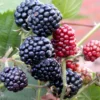 Tornfri Brombær 'Thornfree' Rubus Fruticosus 'Thornfree' Potte 2,0 Liter,- Opbundet