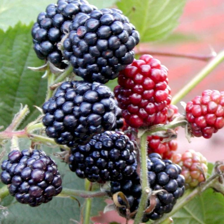 Tornfri Brombær 'Thornfree' Rubus Fruticosus 'Thornfree' Potte 2,0 Liter,- Opbundet 1 Tornfri Brombær 'Thornfree' Rubus Fruticosus 'Thornfree' Potte 2,0 Liter,- Opbundet
