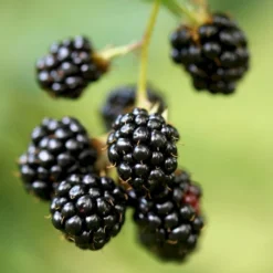 Tilbud Lys Haven Butik -Tilbud Lys Haven Butik p246 50653 rubus fruticosus thornfree d928