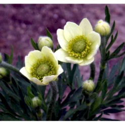 Anemone 'Annabella White' Anemone Multifida 'Annabella White' 1 Liter Potte