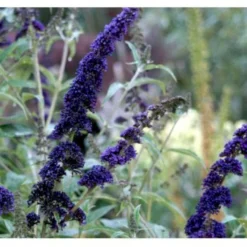 Sommerfuglebusk 'Empire Blue' Buddleja Davidii 'Empire Blue' Potte 2,0 Liter,- 30-40 Cm. -Tilbud Lys Haven Butik p249 36405 buddleja davidii empire blue fd81