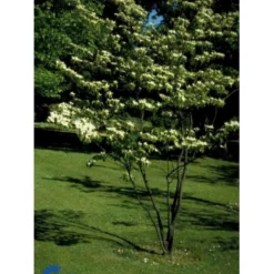 Kinesisk Kornel Cornus Kousa Var. Sinensis Med Klump,- 125-150 Cm.