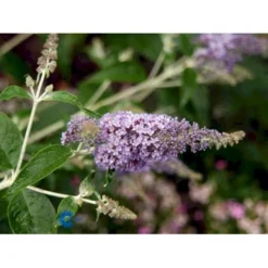 Sommerfuglebusk 'Lochinch' Buddleja Davidii 'Lochinch' 3,5 Liter Potte