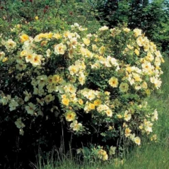 'Aicha' Rosa Pimpinellifolia 'Aicha' (Klitrose) A-Kvalitet,- Barrods Roser Min. 3 Grene -Tilbud Lys Haven Butik p2532 52289 rosa pimpinellifolia aicha buskrose 3e5d