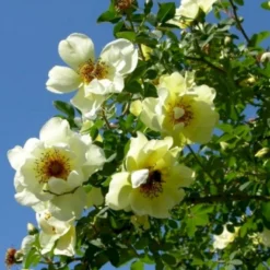 'Aicha' Rosa Pimpinellifolia 'Aicha' (Klitrose) A-Kvalitet,- Barrods Roser Min. 3 Grene -Tilbud Lys Haven Butik p2532 52290 rosa pimpinellifolia aicha buskrose ce3c