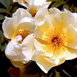 'Aicha' Rosa Pimpinellifolia 'Aicha' (Klitrose) A-Kvalitet,- Barrods Roser Min. 3 Grene -Tilbud Lys Haven Butik p2532 52291 rosa pimpinellifolia aicha buskrose fc06