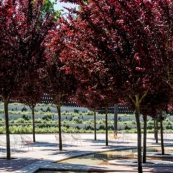 Blodblomme Prunus Cerasifera 'Nigra' Opstammet 160 Cm.- 15 Liter Potte