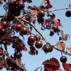 Blodblomme Prunus Cerasifera 'Nigra' Opstammet 160 Cm.- 15 Liter Potte -Tilbud Lys Haven Butik p2584 52378 prunus cerasifera nigra 7516