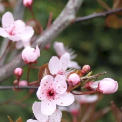 Blodblomme Prunus Cerasifera 'Nigra' Opstammet 160 Cm.- 15 Liter Potte -Tilbud Lys Haven Butik p2584 52379 prunus cerasifera nigra 1e16