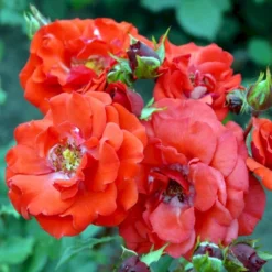 'Allotria'® Rosa X 'Allotria'® (Buketrose) A-Kvalitet,- Barrods Roser Min. 3 Grene