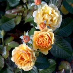 'Amber Queen' Rosa X 'Amber Queen' (Buketrose) A-Kvalitet,- Barrods Roser Min. 3 Grene -Tilbud Lys Haven Butik p260 51418 rosa x amber queen buketrose 3b43