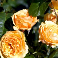 'Amber Queen' Rosa X 'Amber Queen' (Buketrose) A-Kvalitet,- Barrods Roser Min. 3 Grene -Tilbud Lys Haven Butik p260 51419 rosa x amber queen buketrose 6a07