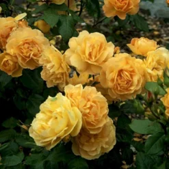 'Amber Queen' Rosa X 'Amber Queen' (Buketrose) A-Kvalitet,- Barrods Roser Min. 3 Grene -Tilbud Lys Haven Butik p260 51420 rosa x amber queen buketrose 2b0f