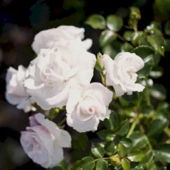 'Aspirin® Rose' Rosa X 'Aspirin® Rose' (Buketrose) A-Kvalitet,- Barrods Roser Min. 3 Grene