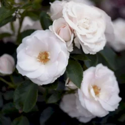 'Aspirin® Rose' Rosa X 'Aspirin® Rose' (Buketrose) A-Kvalitet,- Barrods Roser Min. 3 Grene -Tilbud Lys Haven Butik p261 51425 rosa x aspirin rose buketrose 83e6