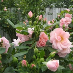 'Astrid Lindgren'™ Rosa X 'Astrid Lindgren'™ (Buketrose) A-Kvalitet,- Barrods Roser Min. 3 Grene -Tilbud Lys Haven Butik p262 51427 rosa x astrid lindgren buketrose 3b1e