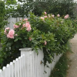 'Astrid Lindgren'™ Rosa X 'Astrid Lindgren'™ (Buketrose) A-Kvalitet,- Barrods Roser Min. 3 Grene -Tilbud Lys Haven Butik p262 51428 rosa x astrid lindgren buketrose 0d77