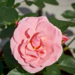 'Astrid Lindgren'™ Rosa X 'Astrid Lindgren'™ (Buketrose) A-Kvalitet,- Barrods Roser Min. 3 Grene -Tilbud Lys Haven Butik p262 51430 rosa x astrid lindgren buketrose ac1a