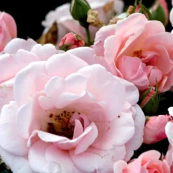 'Astrid Lindgren'™ Rosa X 'Astrid Lindgren'™ (Buketrose) A-Kvalitet,- Barrods Roser Min. 3 Grene -Tilbud Lys Haven Butik p262 51431 rosa x astrid lindgren buketrose fc7b