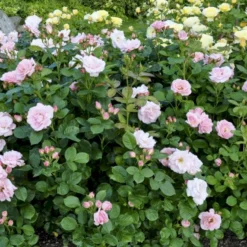 'Astrid Lindgren'™ Rosa X 'Astrid Lindgren'™ (Buketrose) A-Kvalitet,- Barrods Roser Min. 3 Grene -Tilbud Lys Haven Butik p262 51432 rosa x astrid lindgren buketrose b2a7