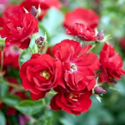 'Austriana'® Rosa X 'Austriana'® (Bunddækkerose) A-Kvalitet,- Barrods Roser Min. 3 Grene -Tilbud Lys Haven Butik p264 51434 rosa x austriana bunddaekkerose a56f