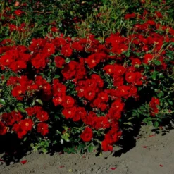 'Austriana'® Rosa X 'Austriana'® (Bunddækkerose) A-Kvalitet,- Barrods Roser Min. 3 Grene -Tilbud Lys Haven Butik p264 53962 rosa x austriana bunddaekkerose 55bd