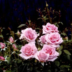 'Bangsbo'™ Rosa X 'Bangsbo'™ (Buketrose) A-Kvalitet,- Barrods Roser Min. 3 Grene -Tilbud Lys Haven Butik p265 51755 rosa x bangsbo buketrose d9bc