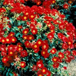 'Bassino'® Rosa X 'Bassino'® (Bunddækkerose) A-Kvalitet,- Barrods Roser Min. 3 Grene -Tilbud Lys Haven Butik p266 51437 rosa x bassino bunddaekkerose 5626