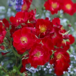 'Bassino'® Rosa X 'Bassino'® (Bunddækkerose) A-Kvalitet,- Barrods Roser Min. 3 Grene -Tilbud Lys Haven Butik p266 53546 rosa x bassino bunddaekkerose e07f