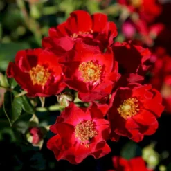 'Bassino'® Rosa X 'Bassino'® (Bunddækkerose) A-Kvalitet,- Barrods Roser Min. 3 Grene -Tilbud Lys Haven Butik p266 53547 rosa x bassino bunddaekkerose 71c6