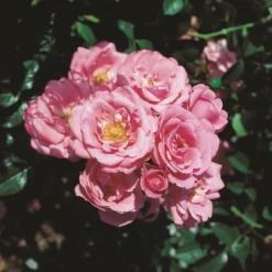 'Bella Rosa'® Rosa X 'Bella Rosa'® (Buketrose) A-Kvalitet,- Barrods Roser Min. 3 Grene -Tilbud Lys Haven Butik p267 53548 rosa x bella rosa buketrose 8629