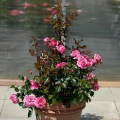 'Berleburg'™ Rosa X 'Berleburg'™ (Buketrose) A-Kvalitet,- Barrods Roser Min. 3 Grene -Tilbud Lys Haven Butik p268 51758 rosa x berleburg buketrose 55ce
