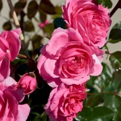 'Berleburg'™ Rosa X 'Berleburg'™ (Buketrose) A-Kvalitet,- Barrods Roser Min. 3 Grene -Tilbud Lys Haven Butik p268 51759 rosa x berleburg buketrose 1fb2