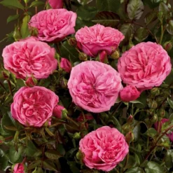 'Berleburg'™ Rosa X 'Berleburg'™ (Buketrose) A-Kvalitet,- Barrods Roser Min. 3 Grene -Tilbud Lys Haven Butik p268 51760 rosa x berleburg buketrose 11c6