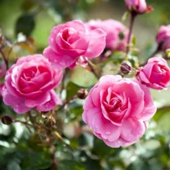 'Berleburg'™ Rosa X 'Berleburg'™ (Buketrose) A-Kvalitet,- Barrods Roser Min. 3 Grene -Tilbud Lys Haven Butik p268 51761 rosa x berleburg buketrose 892e