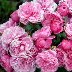 'Berleburg'™ Rosa X 'Berleburg'™ (Buketrose) A-Kvalitet,- Barrods Roser Min. 3 Grene -Tilbud Lys Haven Butik p268 51762 rosa x berleburg buketrose 6c13