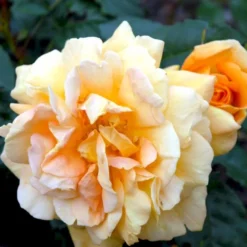 'Bernstein-Rose'® Rosa X 'Bernstein-Rose'® (Buketrose) A-Kvalitet,- Barrods Roser Min. 3 Grene -Tilbud Lys Haven Butik p269 51440 rosa x bernstein rose buketrose 71db