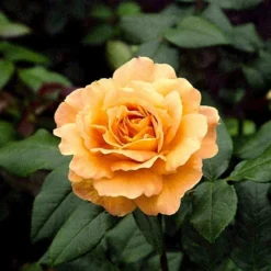 'Bernstein-Rose'® Rosa X 'Bernstein-Rose'® (Buketrose) A-Kvalitet,- Barrods Roser Min. 3 Grene -Tilbud Lys Haven Butik p269 51441 rosa x bernstein rose buketrose c17b