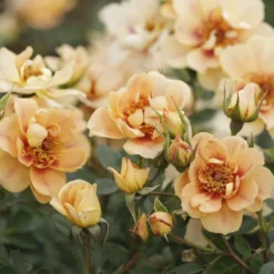 'Bernstein-Rose'® Rosa X 'Bernstein-Rose'® (Buketrose) A-Kvalitet,- Barrods Roser Min. 3 Grene -Tilbud Lys Haven Butik p269 53965 rosa x bernstein rose buketrose 7b8b
