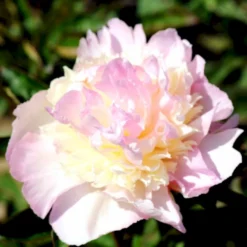 Silkepæon 'Raspberry Sundae' Paeonia Lactiflora 'Raspberry Sundae' 3,0 Liter Potte -Tilbud Lys Haven Butik p27038 47903 paeonia lactiflora raspberry sundae 2d91