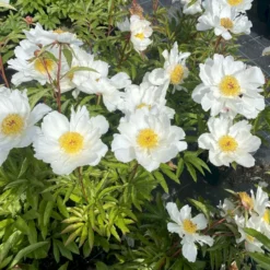 Silkepæon 'White Wings' Paeonia Lactiflora 'White Wings' 3,0 Liter Potte -Tilbud Lys Haven Butik p27047 47917 paeonia lactiflora white wings acec