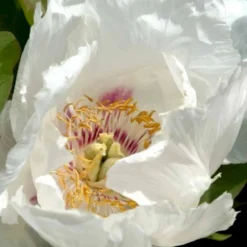 Silkepæon 'White Wings' Paeonia Lactiflora 'White Wings' 3,0 Liter Potte -Tilbud Lys Haven Butik p27047 47919 paeonia lactiflora white wings 1393